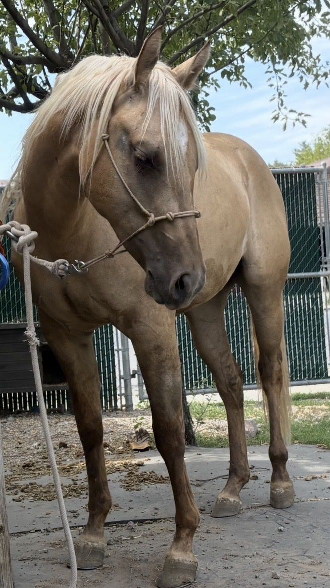 AQHA Dunalino 2-Year-Old Filly