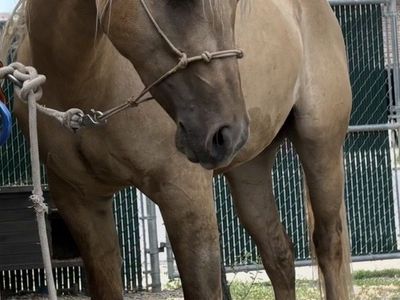 AQHA Dunalino 2-Year-Old Filly