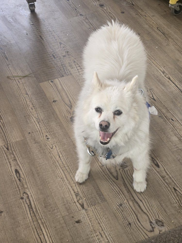 American Eskimo needs home