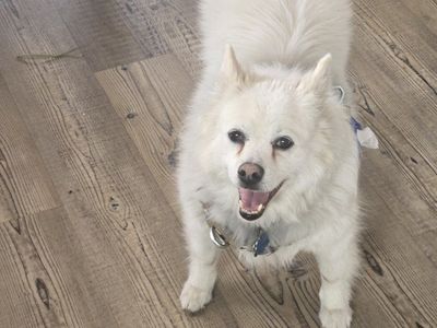 American Eskimo needs home