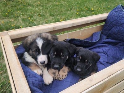 German Shepherd mix 1 male 2 females