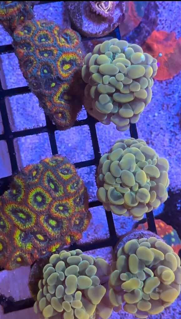 Holy Grail Micromusa Colonies Coral
