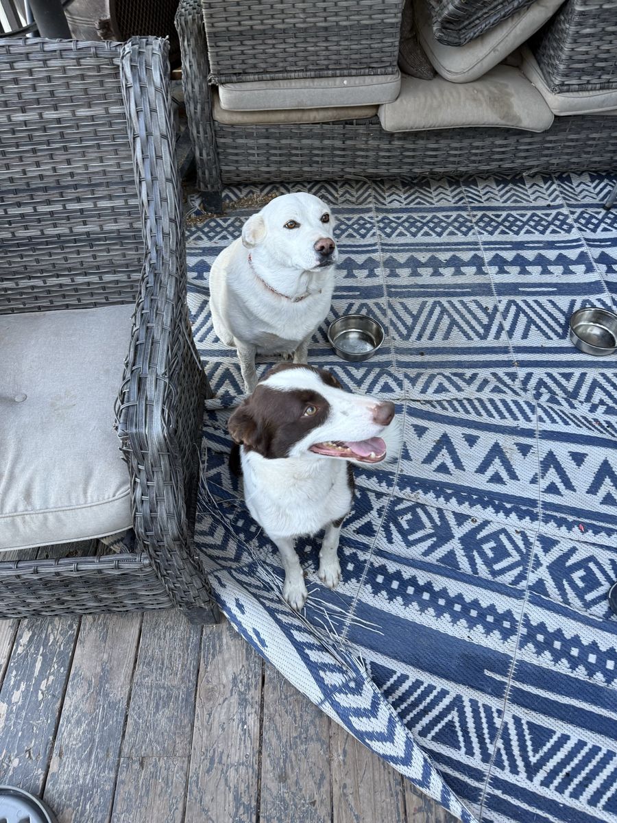Male and Female dog