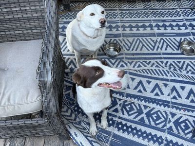 Male and Female dog