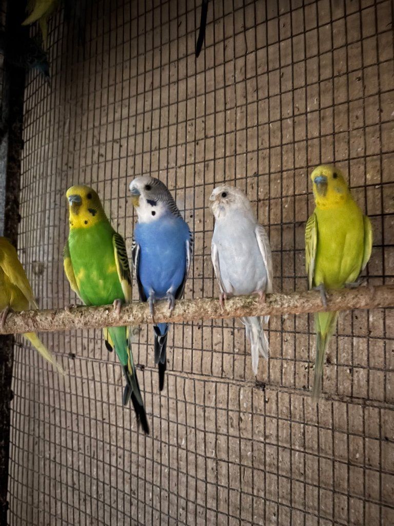 parakeets