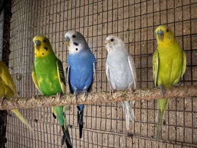 parakeets