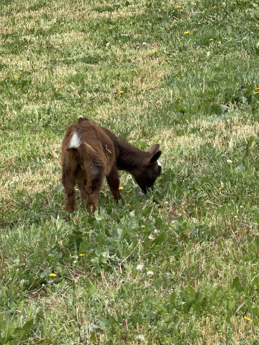 Nigerian dwarf goat 5 months old