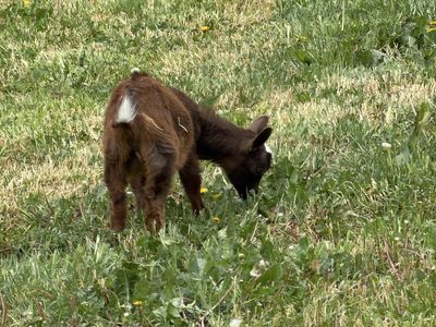 Nigerian dwarf goat 5 months old