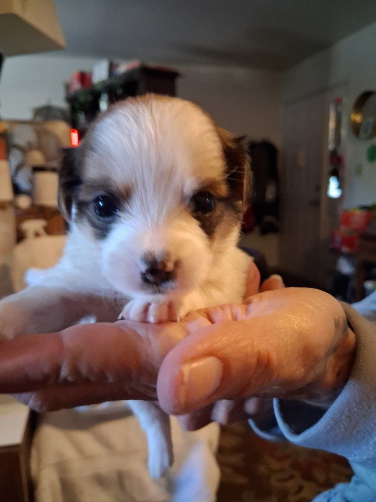 Adorable Chihuahua Mix Puppies - Ready for Their Forever Homes!