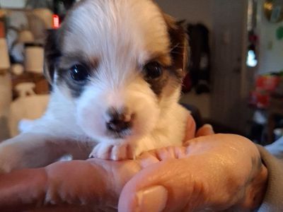 Adorable Chihuahua Mix Puppies - Ready for Their Forever Homes!