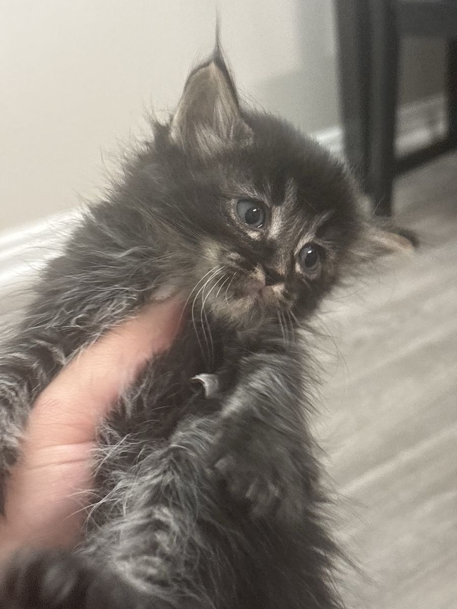 Tabby/main coon kittens