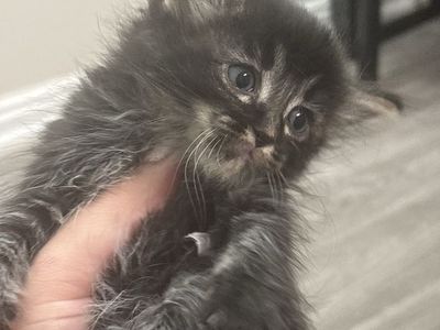 Tabby/main coon kittens