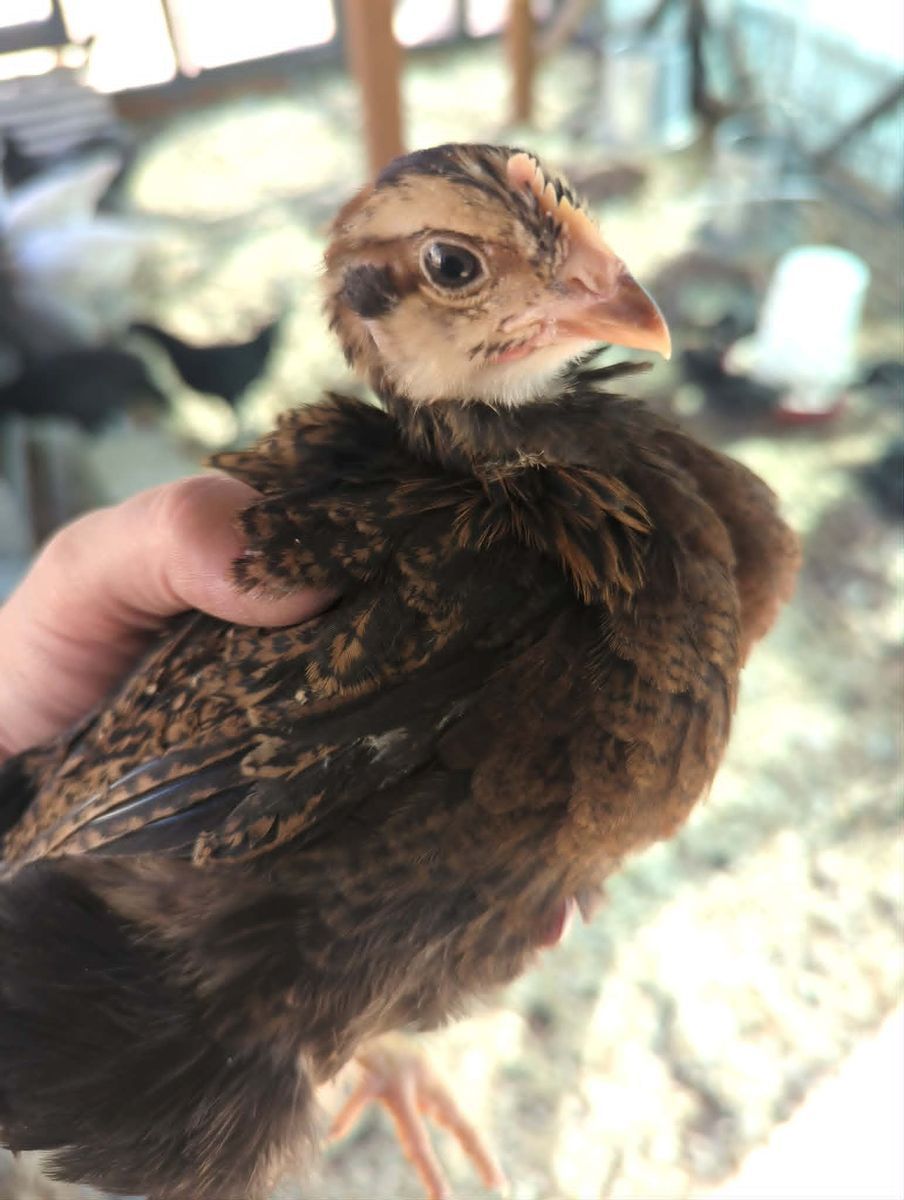 Barnevelder Pullets