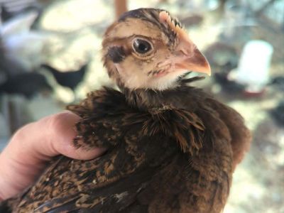 Barnevelder Pullets