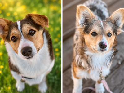 Female Auggie Puppies, puppies, corgi, mini Aussie,