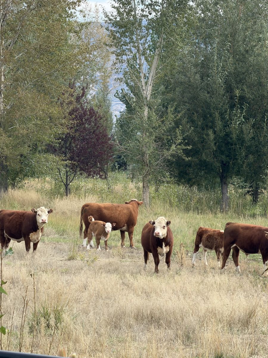 Miniature Hereford Herd – 9 Head