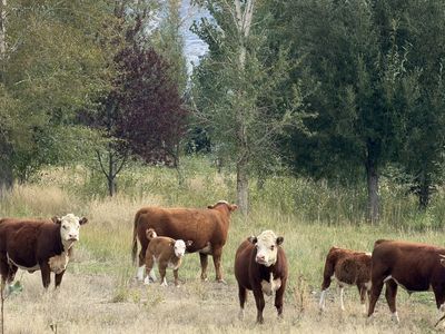 Miniature Hereford Herd – 9 Head