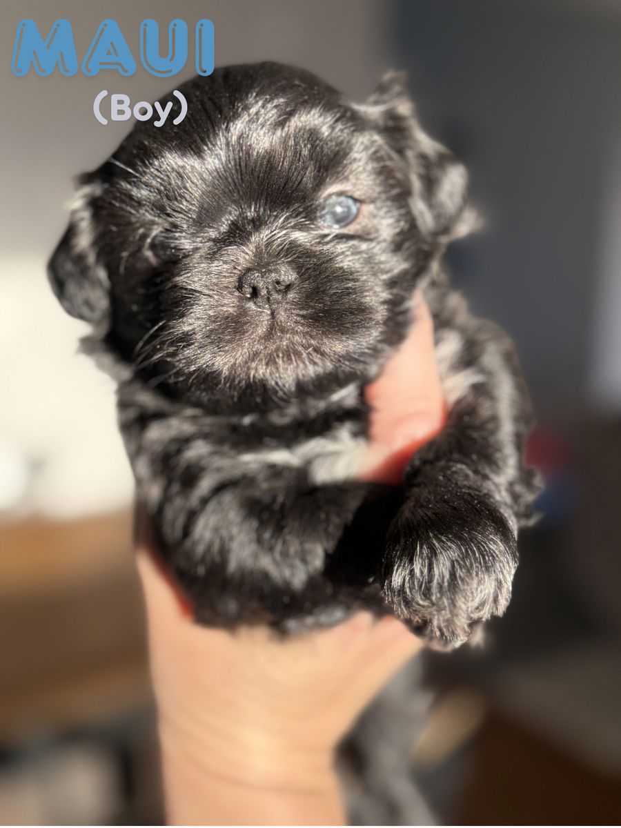 Shih Tzu Puppies