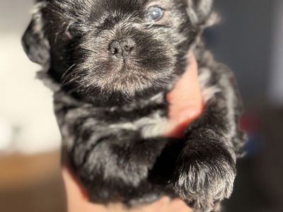 Shih Tzu Puppies