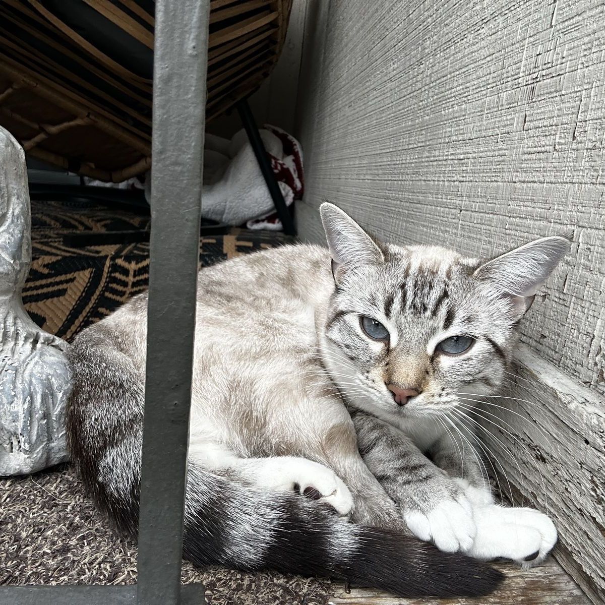 Lynx Point Cat