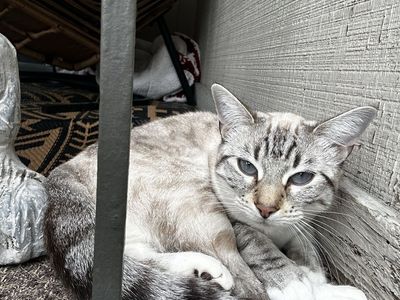 Lynx Point Cat