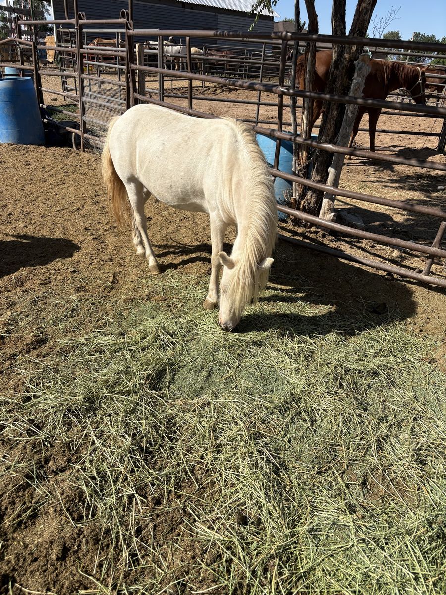 13 year old mini pony mare