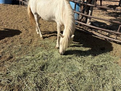 13 year old mini pony mare