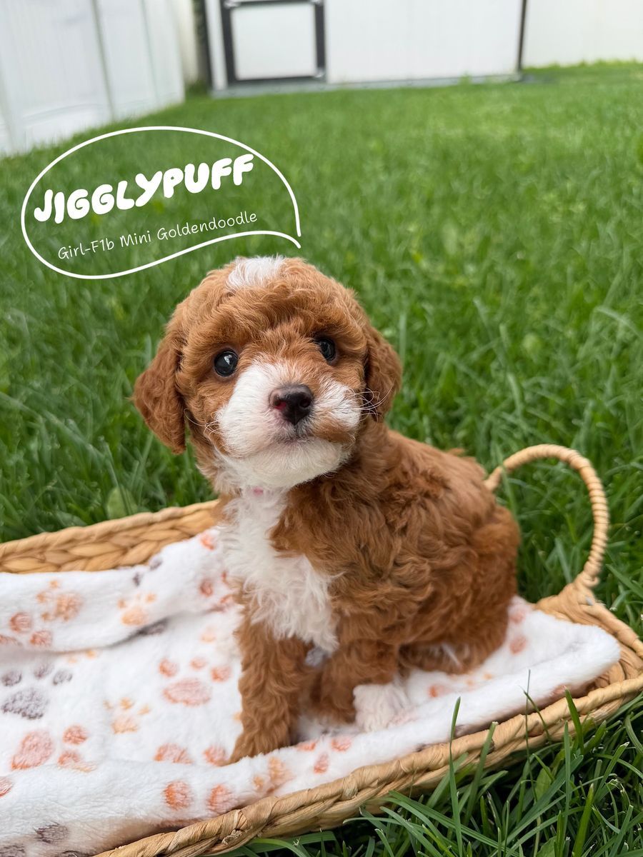 Beautiful Tuxedo F1B Mini Goldendoodles, Hypoallergenic, Puppy Culture Trained