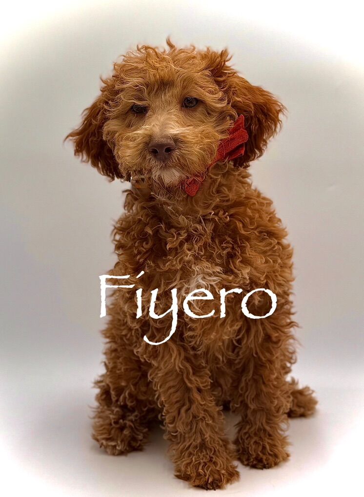 🧸Micro_mini Trained Goldendoodle Valentine