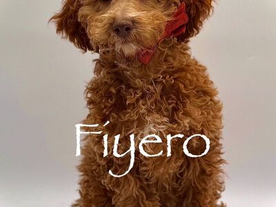 🧸Micro_mini Trained Goldendoodle Valentine