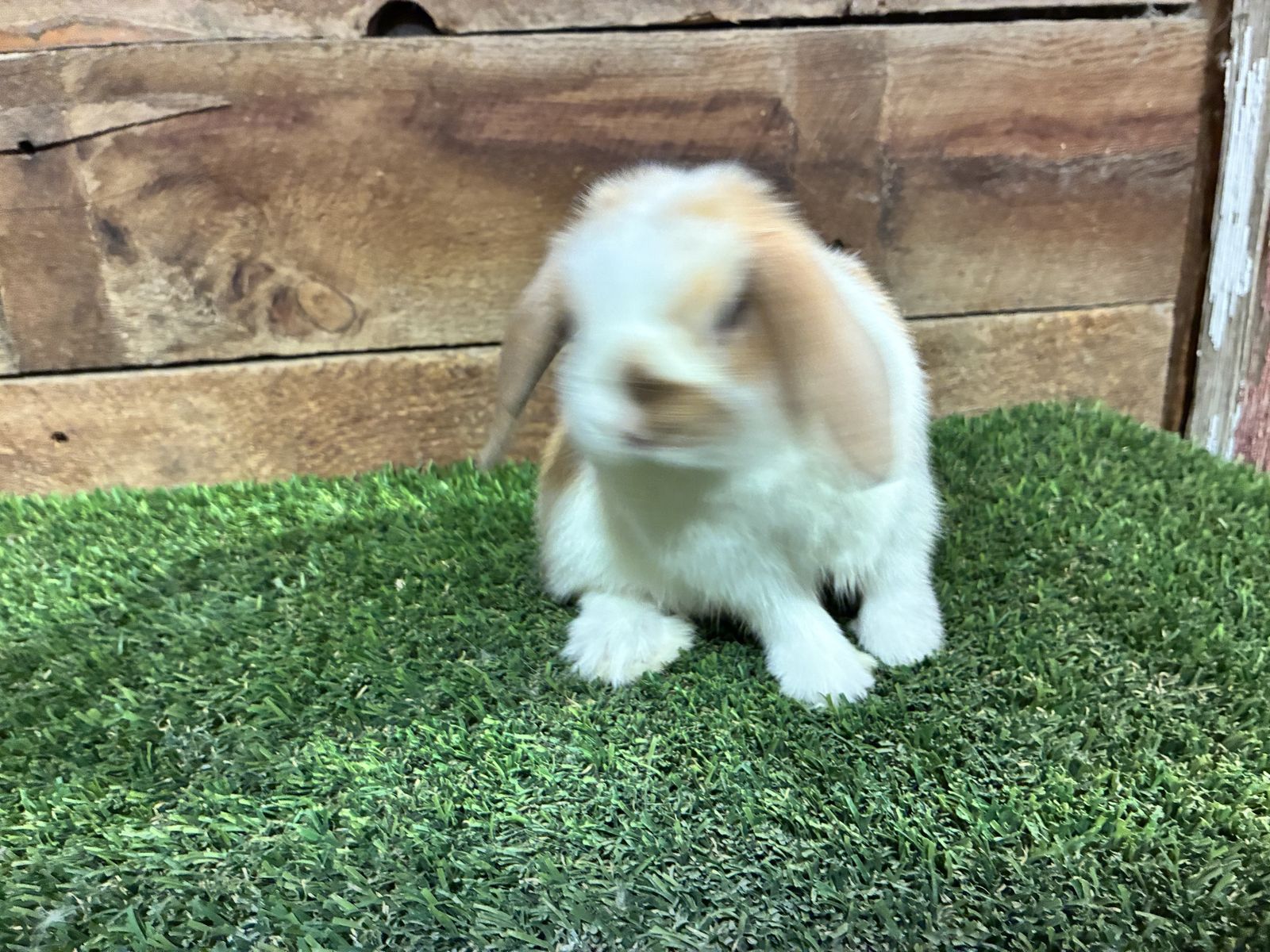 Purebred Holland Lop Bunny