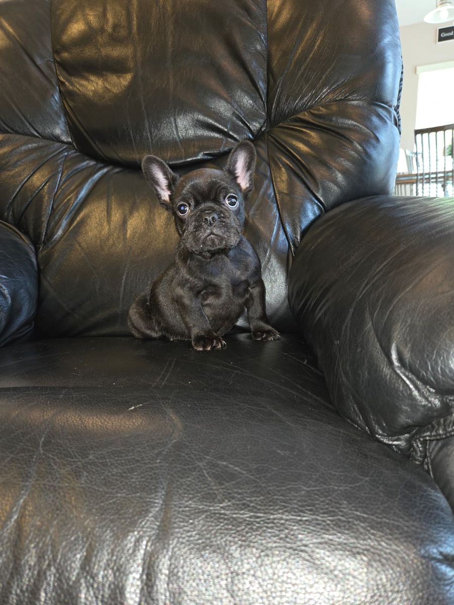 RARE CHOCOLATE FRENCH BULLDOG PUPPY AKC