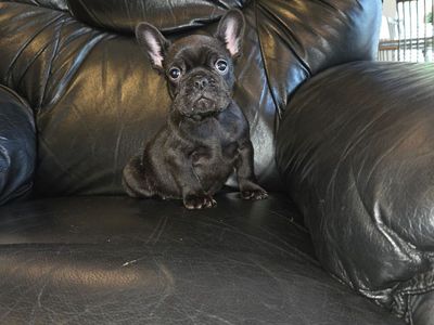 RARE CHOCOLATE FRENCH BULLDOG PUPPY AKC