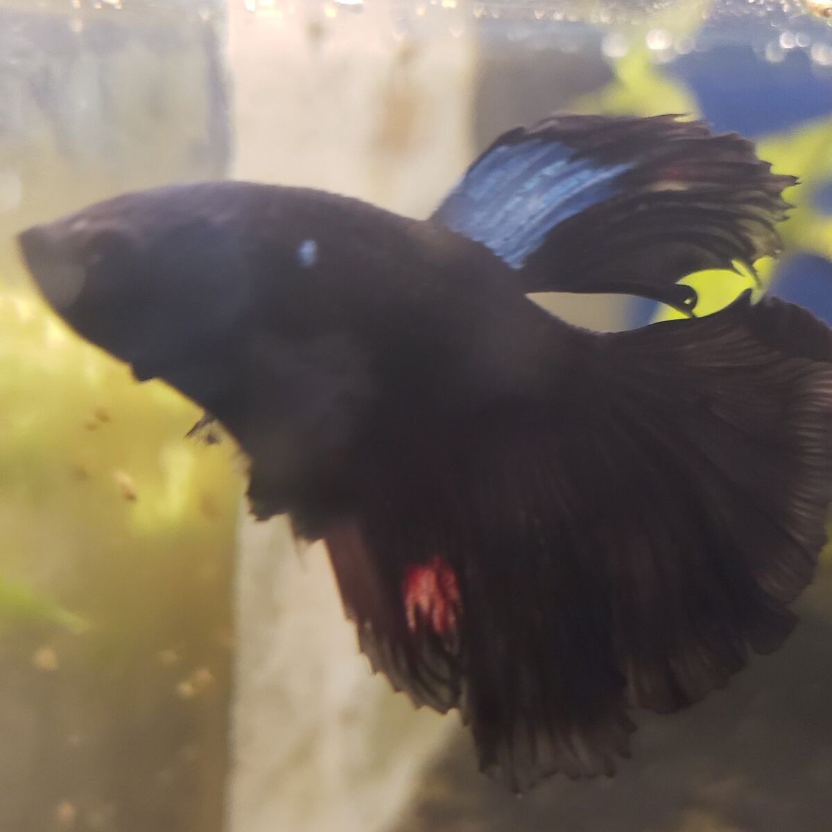 import halfmoon Betta.