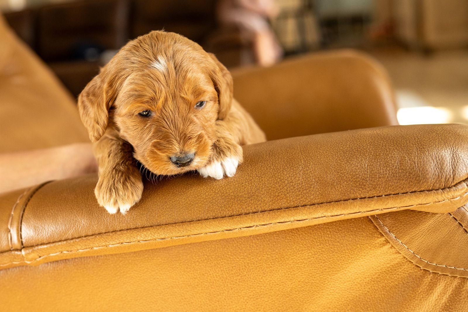 Flint! F1 Mini-Goldendoodle Male *Theraputic Grade