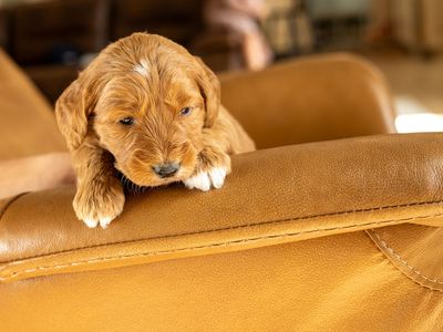 Flint! F1 Mini-Goldendoodle Male *Theraputic Grade
