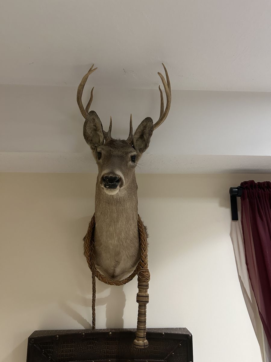 REAL Deer Head - great condition - comes w/bull whip too !