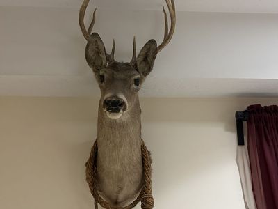 REAL Deer Head - great condition - comes w/bull whip too !