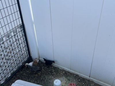 4 week old Olive Egger chicks