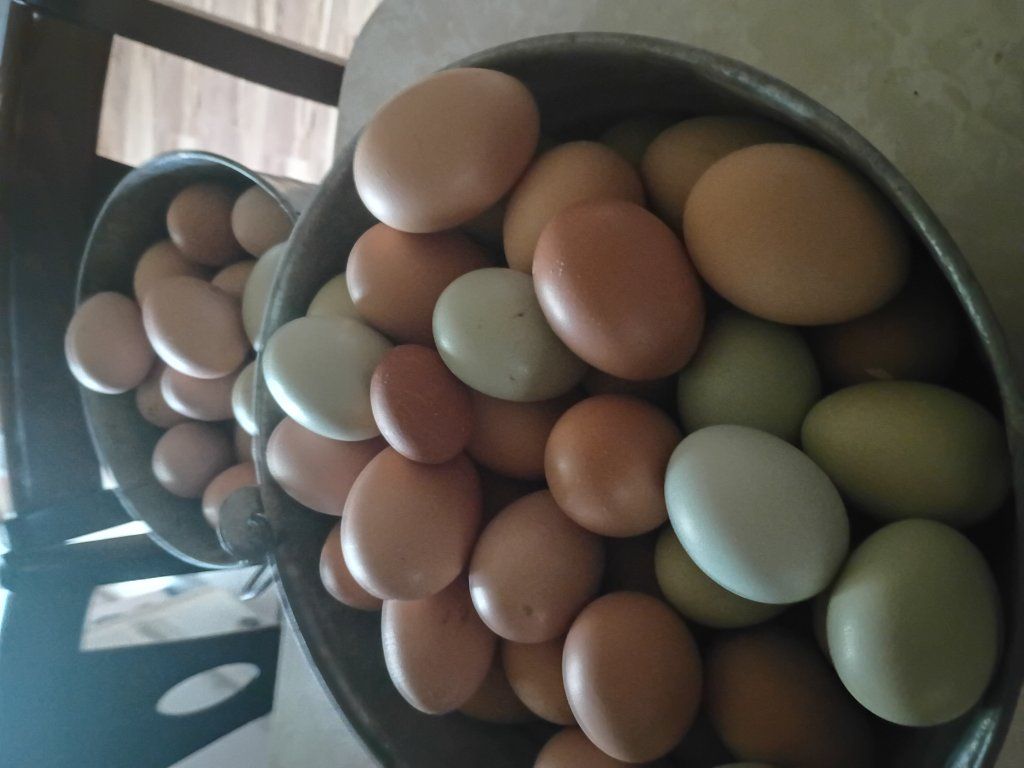 eggs $3 a dozen... fresh farm eggs
