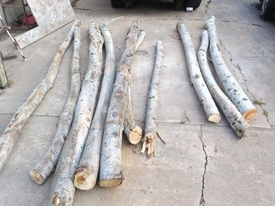 Aspen Logs for Crafts & Decor - Natural White Bark, Various Lengths