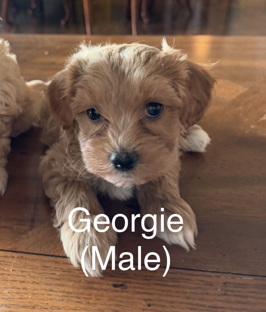 Morkie Doodles ( Maltese Yorkie Doodle )