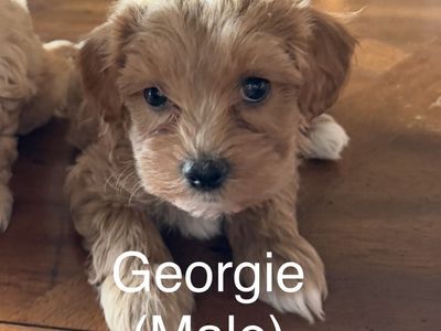 Morkie Doodles ( Maltese Yorkie Doodle )