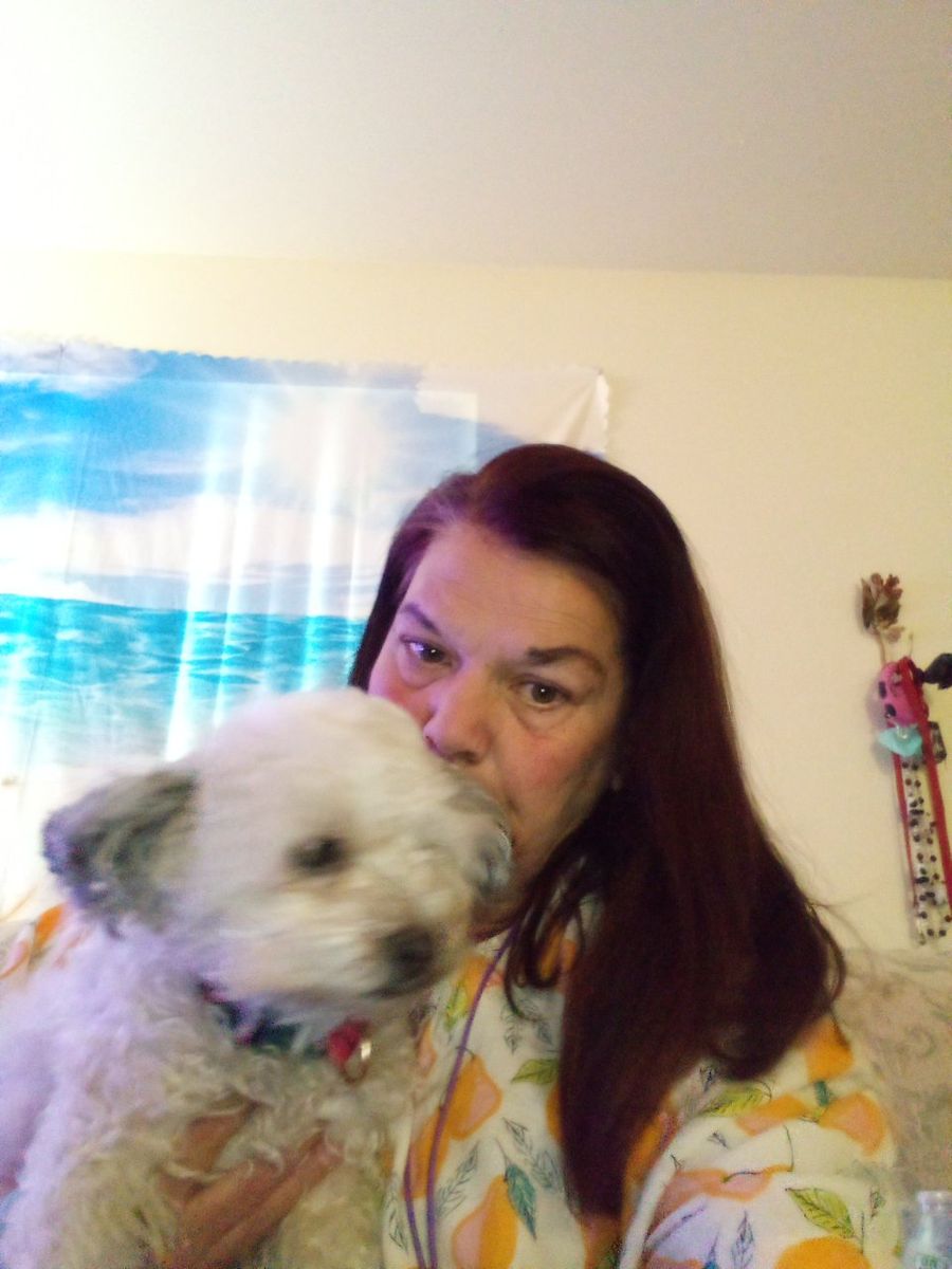 dog mix poodle