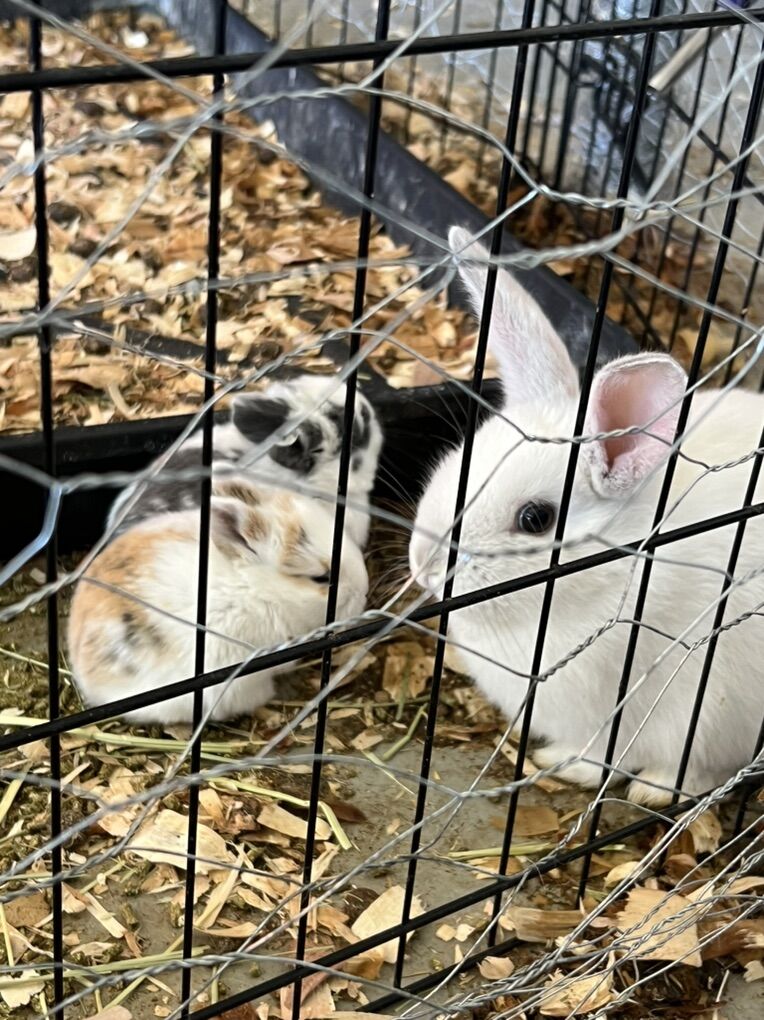 Bunnies