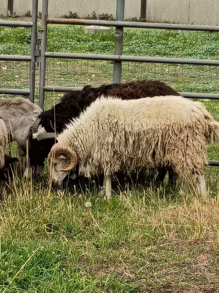Rams for sale