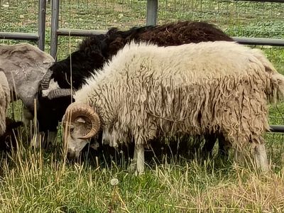 Rams for sale