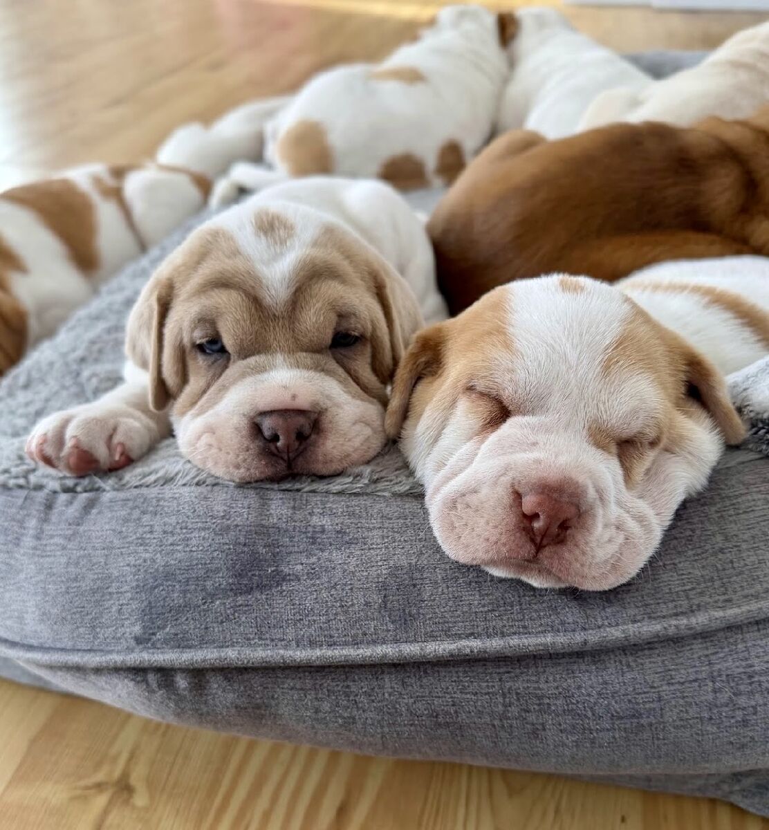 Mini Hippo Puppies - Best Ever!