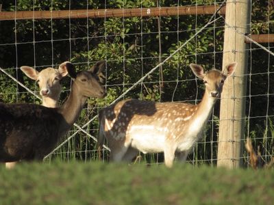 Bred fallow does
