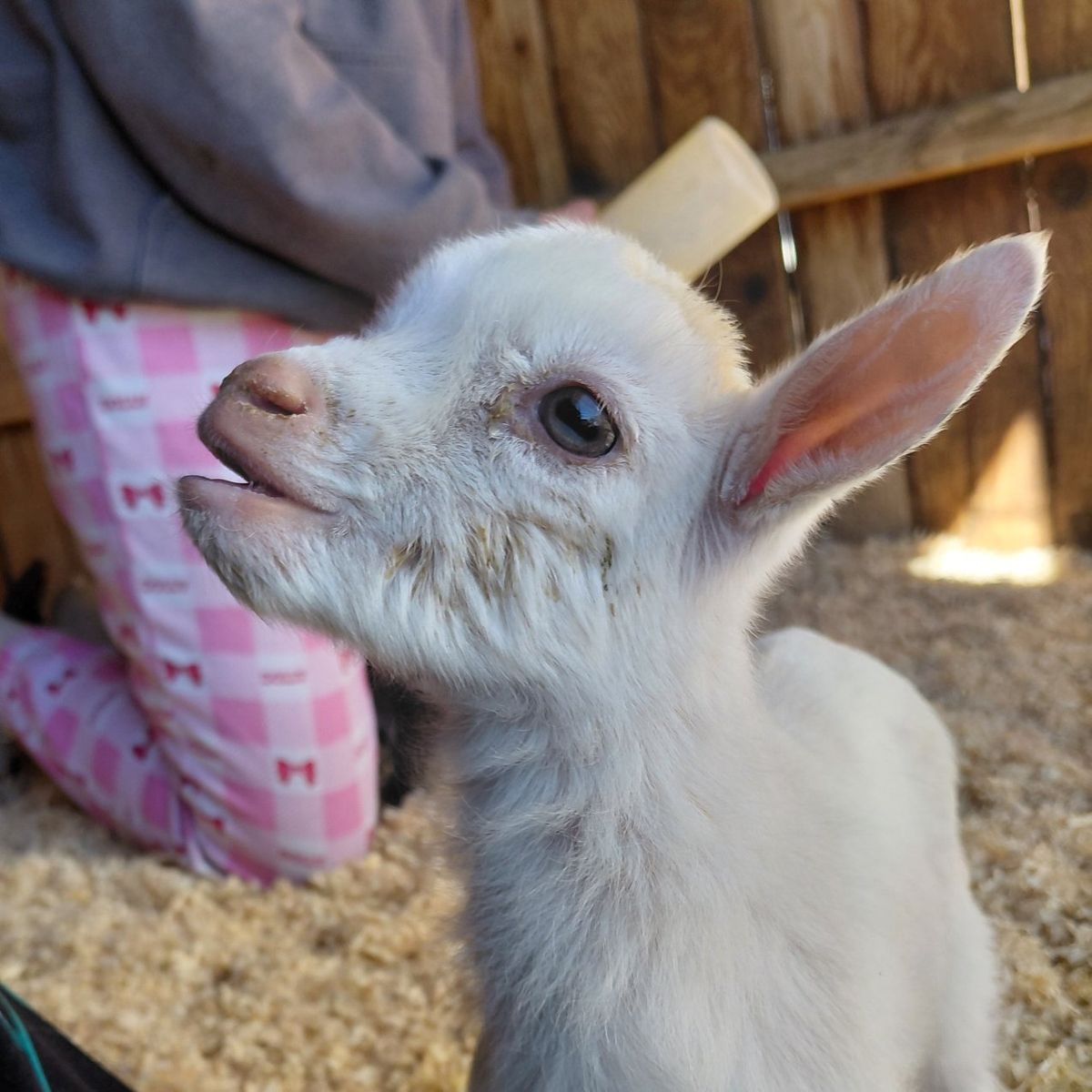 Nigerian Dwarf Bottle Does